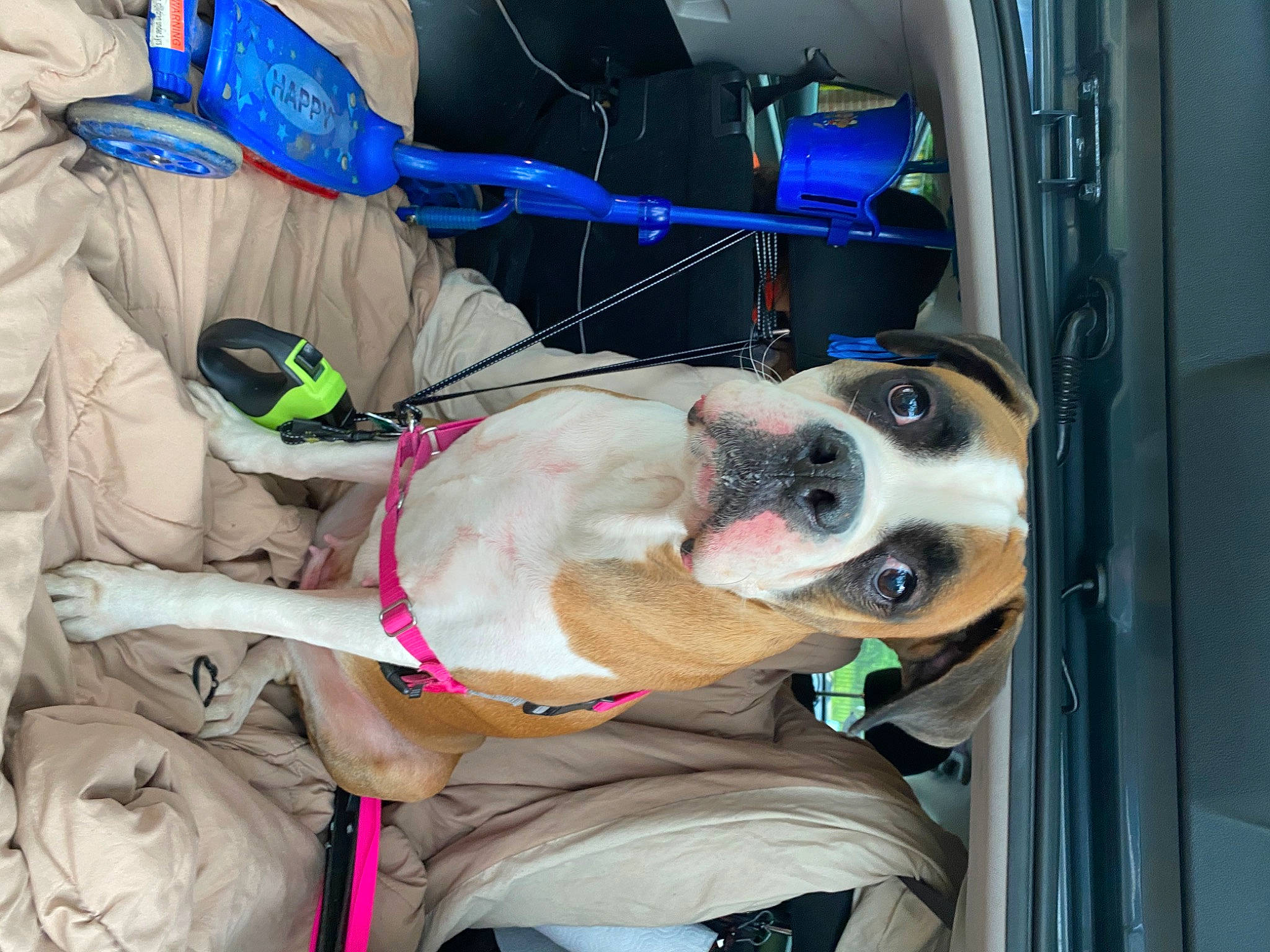 Sky joined the competition — help win amazing prizes! american_bulldog, american_staffordshire_terrier, boston_terrier, canidae, carnivore, dog, dog_breed, fawn, non_sporting_group, pit_bull, snout