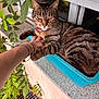 Kaswa participe au concours pour gagner de l'argent avec cette photo : cat, tabby, plant, window, hand, paw, green_leaves, blue_planter, feline, outdoor, resting, pet, animal, affection, human_interaction, fur, whiskers, claws, nature, relaxation