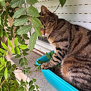 Kaswa participe au concours pour gagner de l'argent avec cette photo : cat, tabby, plant, green_leaves, window, planter_box, curious, outdoor, pet, animal, feline, whiskers, fur, nature, sill, closeup, side_view, striped, daylight, garden