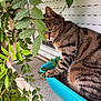 cat, tabby, plant, green_leaves, window, planter_box, curious, outdoor, pet, animal, feline, whiskers, fur, nature, sill, closeup, side_view, striped, daylight, garden