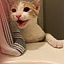 bathroom, bathtub, cat, curious, domestic_cat, ears, fur, indoor, kitten, mouth_open, orange_and_white, paw, pet, pink_nose, playful, striped_towel, towel, whiskers, wide_eyes, young_cat