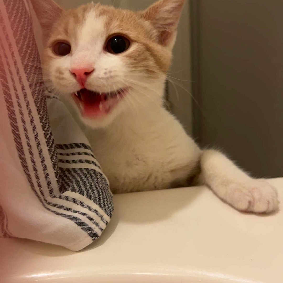 Nugget is registered to the contest to win money with this photo: bathroom, bathtub, cat, curious, domestic_cat, ears, fur, indoor, kitten, mouth_open, orange_and_white, paw, pet, pink_nose, playful, striped_towel, towel, whiskers, wide_eyes, young_cat