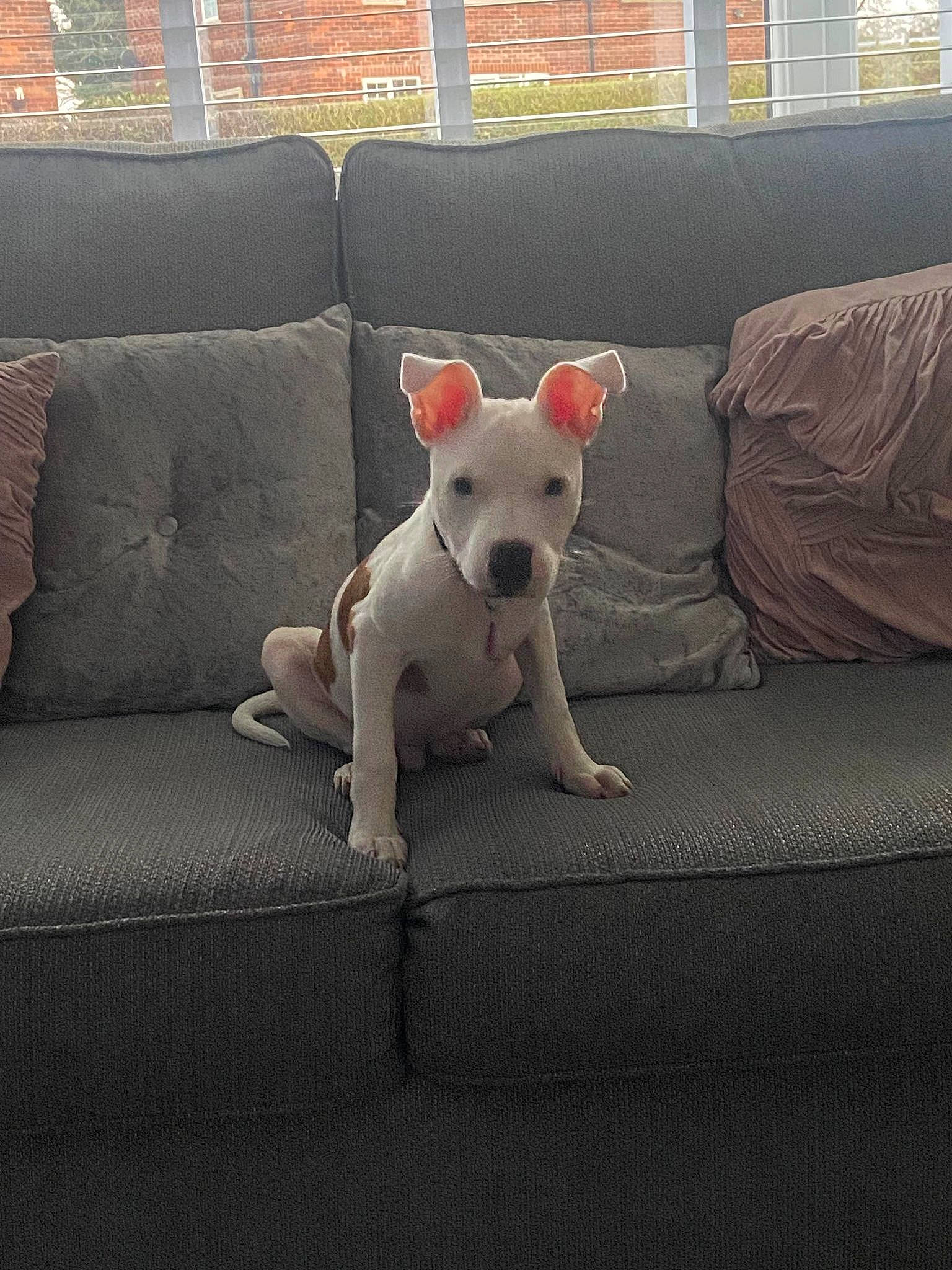 Dudley joined the competition — help win amazing prizes! canidae, carnivore, collar, comfort, companion_dog, couch, dog, dog_breed, fawn, flooring, grey, head, metal, paw, snout, sporting_group, tail, toy_dog, whiskers, working_animal