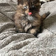 Blanche is registered to the contest to win money with this photo: kitten, cat, blue_eyes, tongue_out, fluffy, furry, pet, cute, animal, domestic_cat, bed, blanket, cozy, resting, young_animal, indoor, soft_texture, sleepy, companion, two_cats