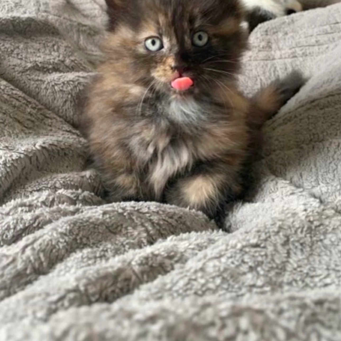 Blanche is registered to the contest to win money with this photo: animal, bed, blanket, blue_eyes, cat, companion, cozy, cute, domestic_cat, fluffy, furry, indoor, kitten, pet, resting, sleepy, soft_texture, tongue_out, two_cats, young_animal