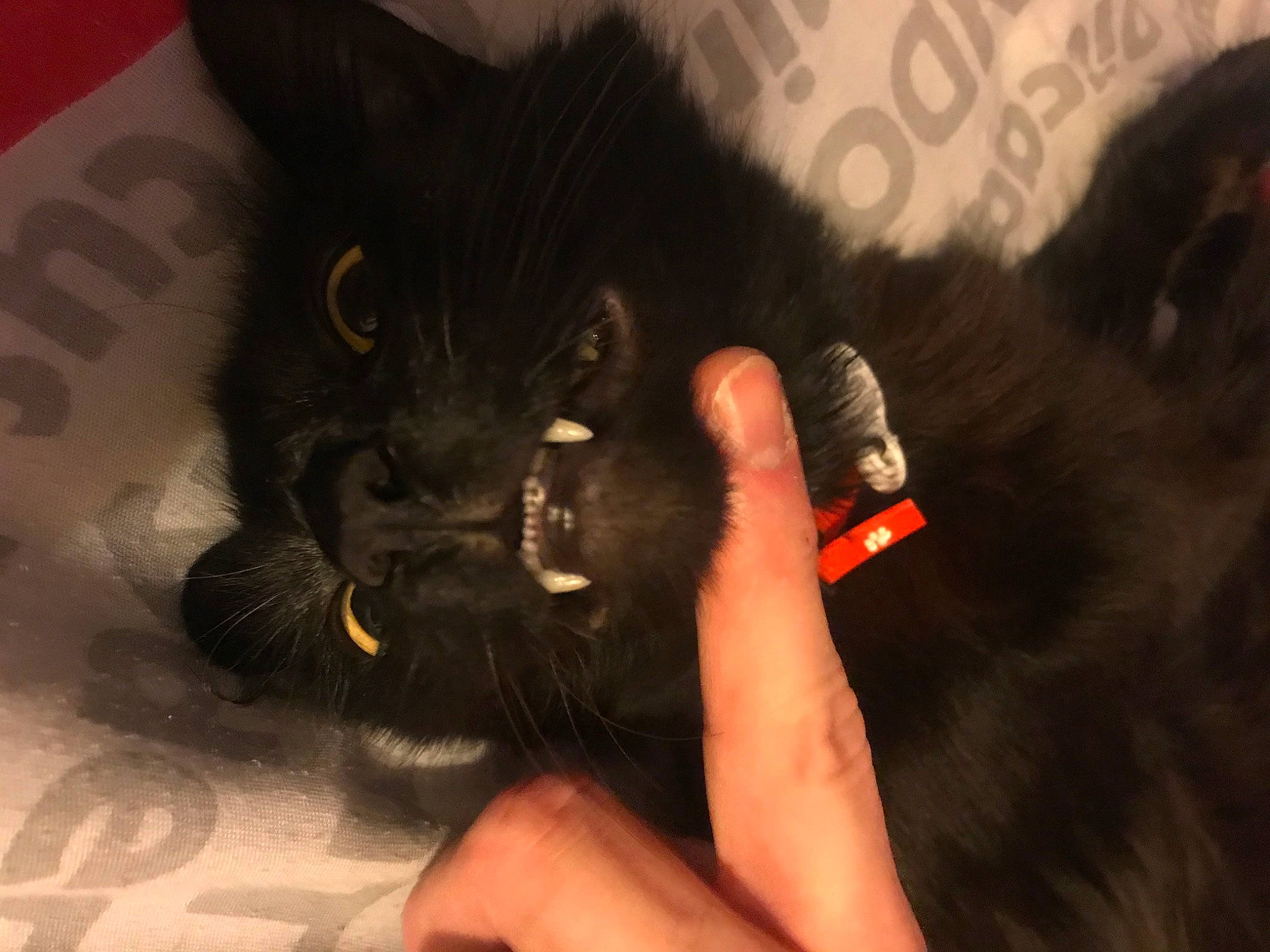 éclipse participe au concours pour gagner de l'argent avec cette photo : black_cat, bombay, carnivore, cat, claw, comfort, domestic_short_haired_cat, ear, felidae, finger, foot, fur, gesture, hand, nail, paw, small_to_medium_sized_cats, snout, tail, whiskers