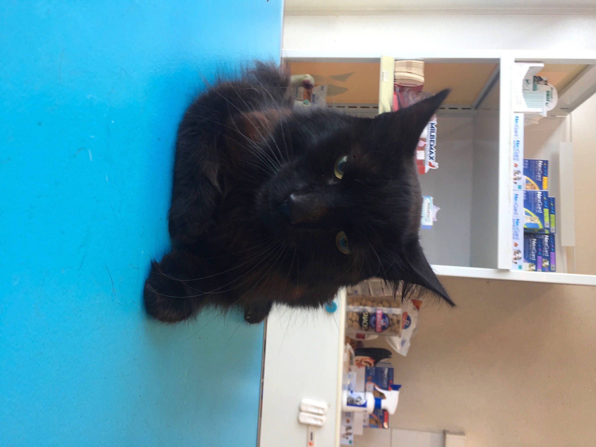 éclipse a rejoint le concours — aidez-le/la à gagner de superbes lots ! black_cat, carnivore, cat, domestic_short_haired_cat, electric_blue, felidae, fur, room, shelf, small_to_medium_sized_cats, tail, whiskers