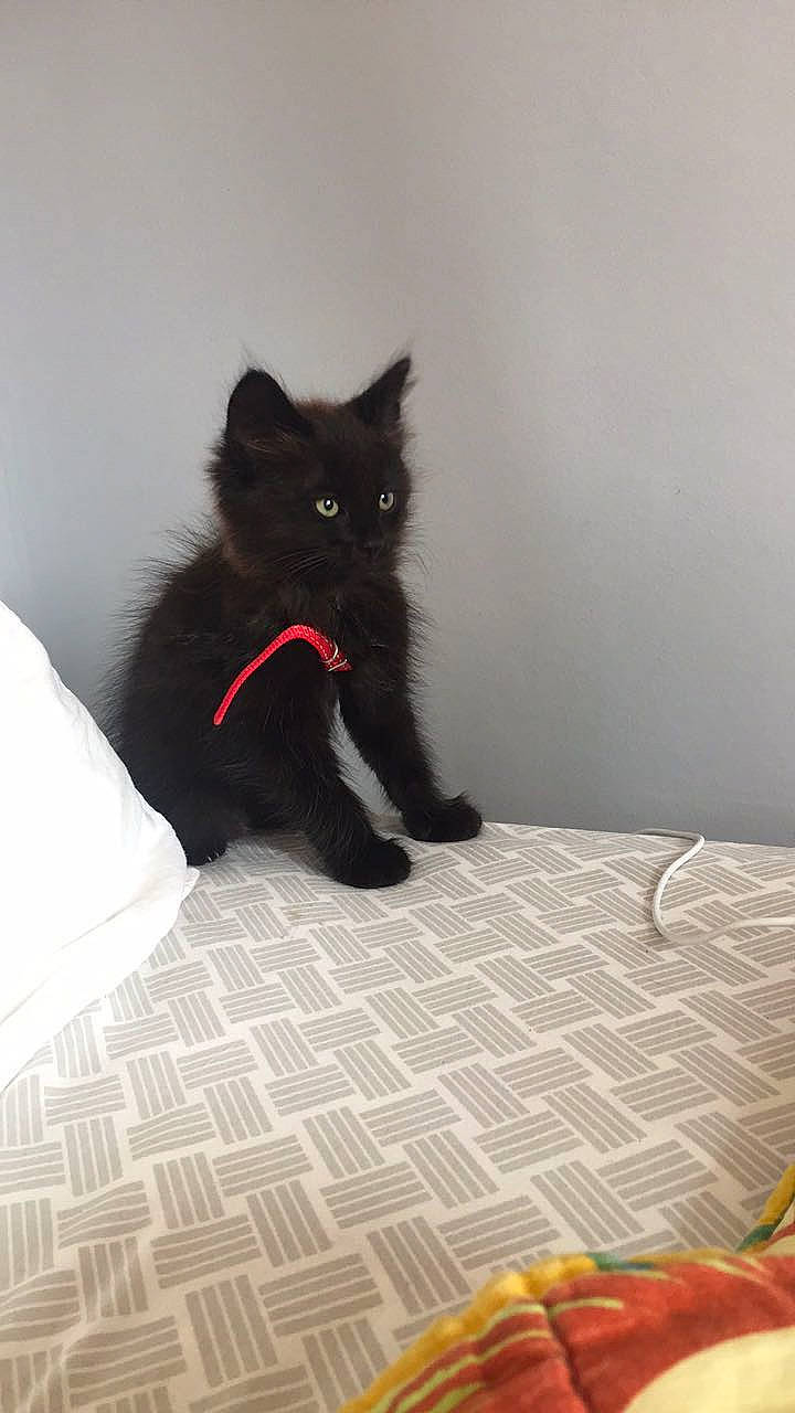 éclipse a rejoint le concours — aidez-le/la à gagner de superbes lots ! black_cat, bombay, carnivore, cat, claw, comfort, domestic_short_haired_cat, felidae, flooring, fur, grey, hardwood, linens, paw, room, small_to_medium_sized_cats, snout, tail, whiskers, wood