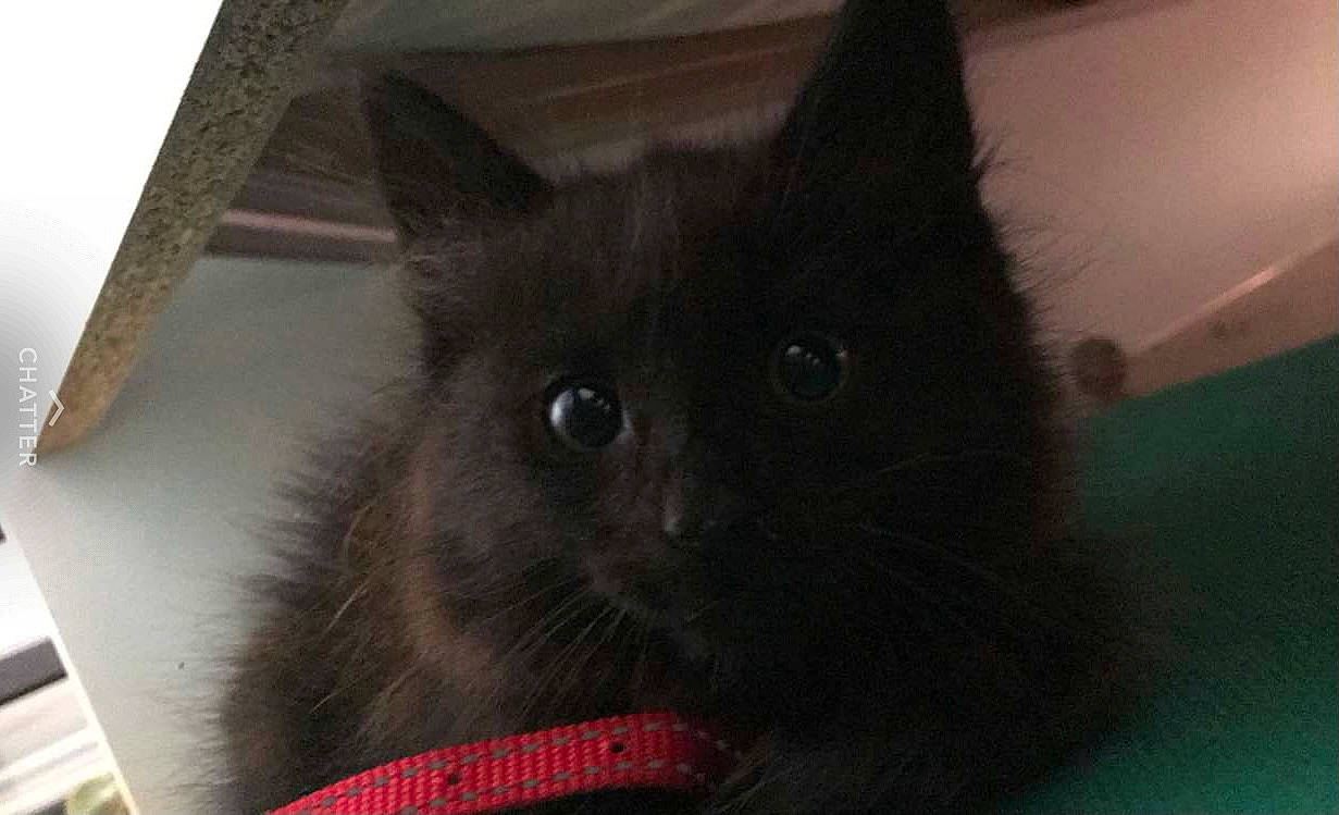 éclipse participe au concours pour gagner de l'argent avec cette photo : black_cat, carnivore, cat, claw, domestic_short_haired_cat, fawn, felidae, fur, grey, small_to_medium_sized_cats, snout, tail, whiskers, wood