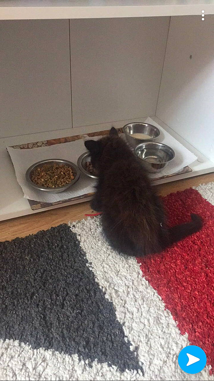 éclipse participe au concours pour gagner de l'argent avec cette photo : brown, carnivore, carpet, cat, comfort, dog_breed, domestic_short_haired_cat, felidae, floor, flooring, fur, grey, hardwood, mat, room, serveware, small_to_medium_sized_cats, tail, whiskers, wood