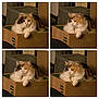 Baby Suga is registered to the contest to win money with this photo: cat, calico_cat, fluffy, box, cardboard, indoor, pet, animal, feline, resting, cozy, collage, four_photos, cute, domestic_cat, fur, whiskers, collar, relaxed, sleepy