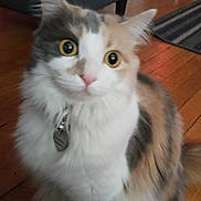 Baby Suga joined the competition — help win amazing prizes! animal, cat, close_up, collar, curious, cute, domestic, ears, eyes, feline, fluffy, fur, household, indoor, pet, sitting, tag, tri_color, whiskers, wooden_floor