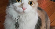 Baby Suga joined the competition — help win amazing prizes! animal, cat, close_up, collar, curious, cute, domestic, ears, eyes, feline, fluffy, fur, household, indoor, pet, sitting, tag, tri_color, whiskers, wooden_floor