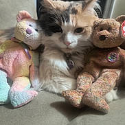 Baby Suga is registered to the contest to win money with this photo: cat, stuffed_bear, plush_toy, couch, furniture, indoor, fluffy, animal, pet, soft_toys, colorful, relaxed, closeup, cute, feline, whiskers, seated, collar, toy, cozy