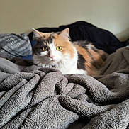 Baby Suga is registered to the contest to win money with this photo: animal, bedroom, blanket, calico_cat, cat, comfort, cozy, domestic, fabric, feline, fluffy, fur, home, indoor, pet, relaxing, resting, soft_texture, warm, yellow_eyes