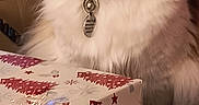 Baby Suga joined the competition — help win amazing prizes! bell, calico, cat, christmas, closeup, collar, curious, decor, domestic_animal, feline, fluffy, fur, gift, holiday, indoor, pet, table, tag, wrapping_paper, yellow_eyes