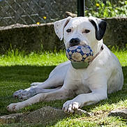 Vinny a rejoint le concours — aidez-le/la à gagner de superbes lots ! animal, ball, black_ear, canine, chewing, collar, daytime, dog, fence, garden, grass, lying_down, nature, outdoor, pet, playing, relaxed, sunlight, toy, white_dog