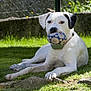 animal, ball, black_ear, canine, chewing, collar, daytime, dog, fence, garden, grass, lying_down, nature, outdoor, pet, playing, relaxed, sunlight, toy, white_dog