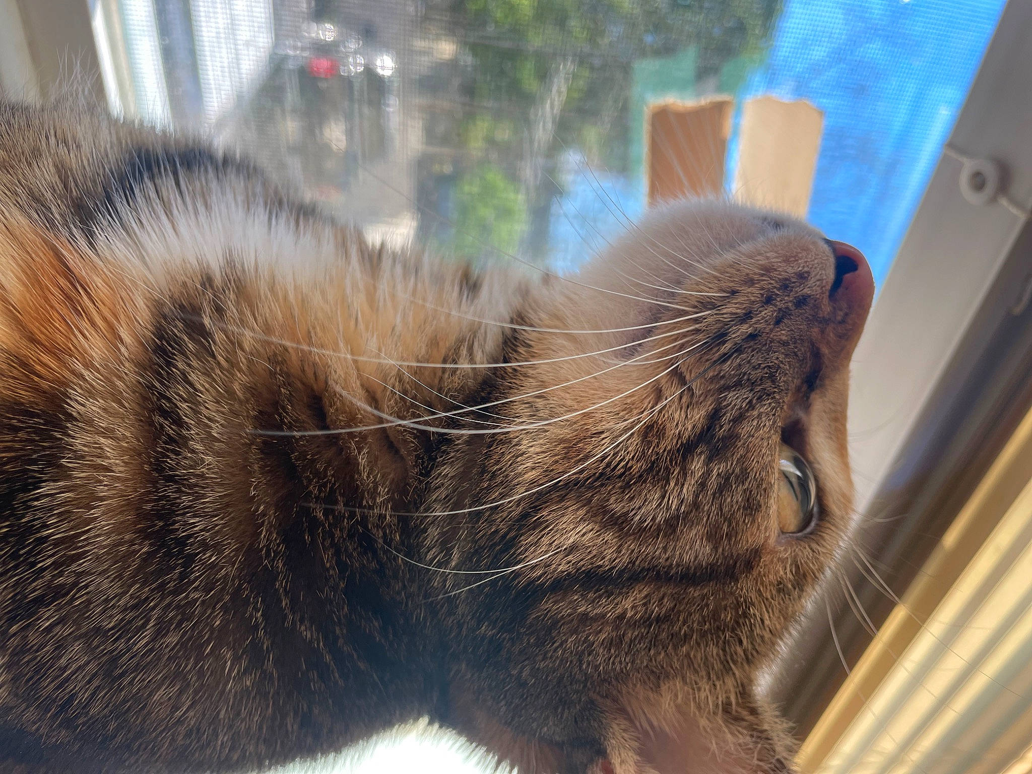 Harmony joined the competition — help win amazing prizes! carnivore, cat, claw, domestic_short_haired_cat, fawn, felidae, fur, human_leg, leg, paw, plant, small_to_medium_sized_cats, snout, tail, terrestrial_animal, tree, whiskers, wildlife, window, wood