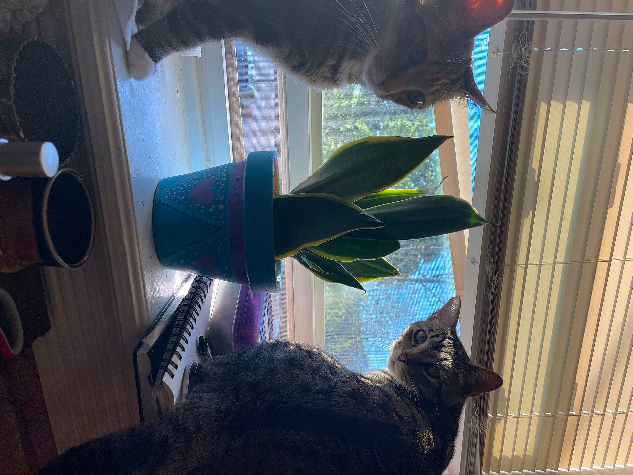 Harmony is registered to the contest to win money with this photo: black, cat, domestic_short_haired_cat, felidae, flowerpot, fur, glass, house, houseplant, light, pet_supply, plant, room, small_to_medium_sized_cats, tail, tints_and_shades, tree, whiskers, window, wood