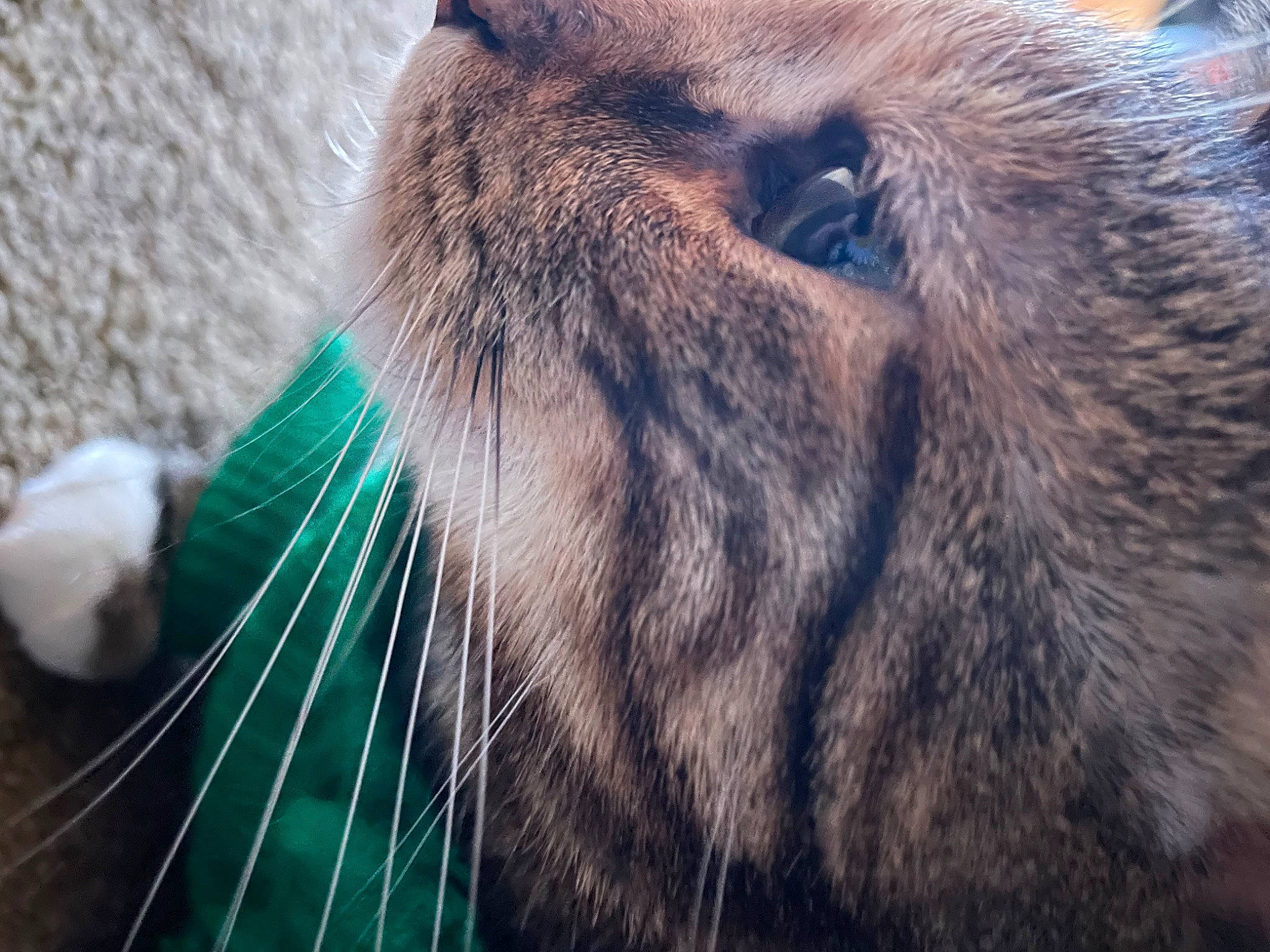 Harmony joined the competition — help win amazing prizes! big_cats, canidae, carnivore, cat, close_up, domestic_short_haired_cat, electric_blue, fawn, felidae, fur, grass, nose, small_to_medium_sized_cats, snout, sporting_group, tail, terrestrial_animal, tiger, whiskers, wildlife