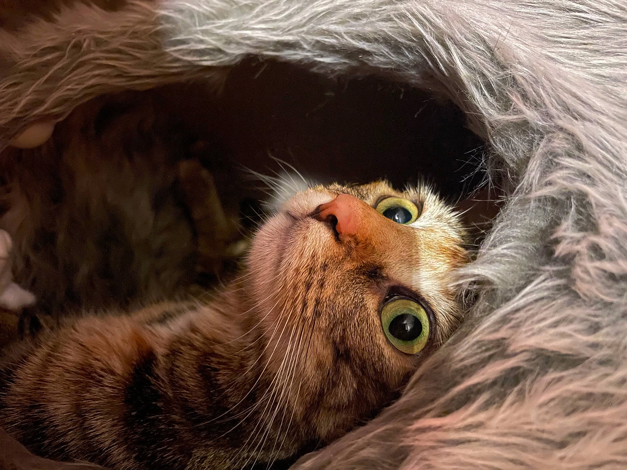 Harmony is registered to the contest to win money with this photo: carnivore, cat, claw, close_up, domestic_short_haired_cat, ear, fawn, felidae, fur, liver, nose, paw, small_to_medium_sized_cats, snout, tail, terrestrial_animal, whiskers, wildlife, wood, wrinkle