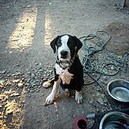 Keno is registered to the contest to win money with this photo: puppy, dog, black_and_white, outdoor, dirt, pebbles, hose, collar, pet_bowls, animal, young_dog, sitting, looking_up, sunlight, shadow, ground, nature, domestic_animal, garden, cute