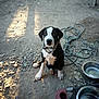 puppy, dog, black_and_white, outdoor, dirt, pebbles, hose, collar, pet_bowls, animal, young_dog, sitting, looking_up, sunlight, shadow, ground, nature, domestic_animal, garden, cute