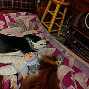 Keno is registered to the contest to win money with this photo: black_and_white, blanket, collar, cozy, cushion, dog, doll, floor, floral_pattern, household_items, indoor, pet, relaxed, room, sleeping, stool, stuffed_toy, toy, vintage_doll, wooden_wall