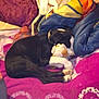 dog, black_dog, stuffed_toy, blanket, pillow, sleeping, indoor, pet, cozy, resting, fur, animal, bed, comfort, domestic_animal, cute, relaxing, snuggle, soft, home