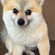 Buddy is registered to the contest to win money with this photo: dog, pomeranian, fluffy, pet, animal, sitting, chair, brown, cute, furry, indoor, portrait, small_dog, face, ears, paw, fur, companion, domestic_animal, cute_pet