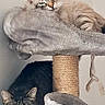 animal, cat, cat_tree, cats, claws, curious, cute, domestic_animal, ears, feline, indoor, looking, pet_furniture, pets, playful, relaxed, resting, striped_cat, tabby_cat, whiskers