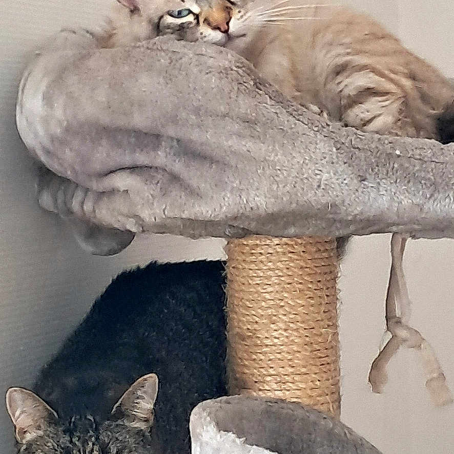 Dolly Et Zorro a rejoint le concours — aidez-le/la à gagner de superbes lots ! cat, cats, cat_tree, feline, pets, tabby_cat, striped_cat, indoor, pet_furniture, relaxed, curious, whiskers, ears, claws, playful, animal, domestic_animal, resting, looking, cute