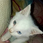 Princesse a rejoint le concours — aidez-le/la à gagner de superbes lots ! kitten, cat, white_cat, blue_eyes, pet, animal, cozy, blanket, indoors, cute, fur, young_animal, small, soft, resting, curious, domestic_cat, sleepy, warm, comfort