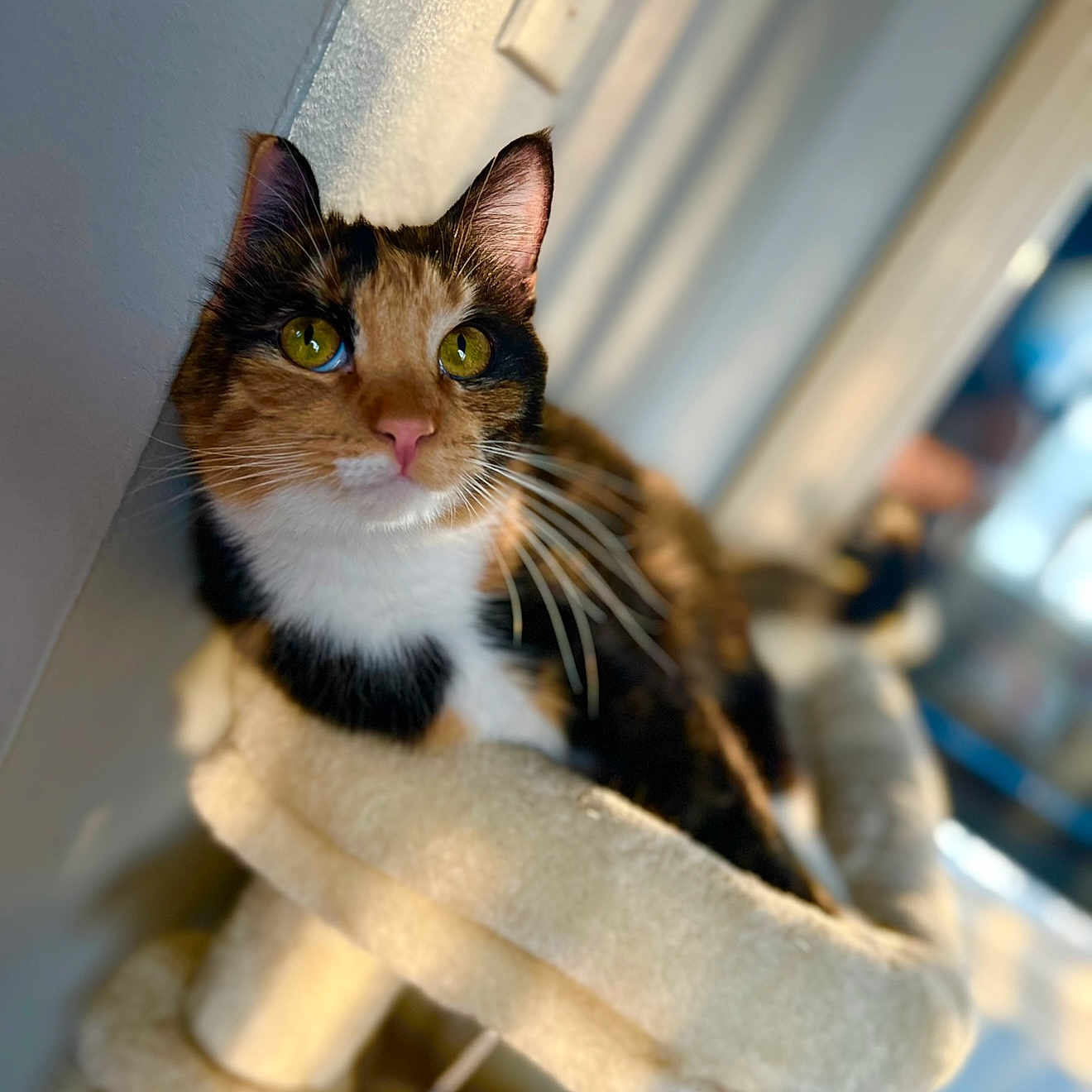Cali is registered to the contest to win money with this photo: animal, calico_cat, cat, cat_tree, closeup, cozy, curious, domestic_cat, ears, feline, fur, green_eyes, indoor, pet, portrait, relaxed, shadow, soft_texture, sunlight, whiskers