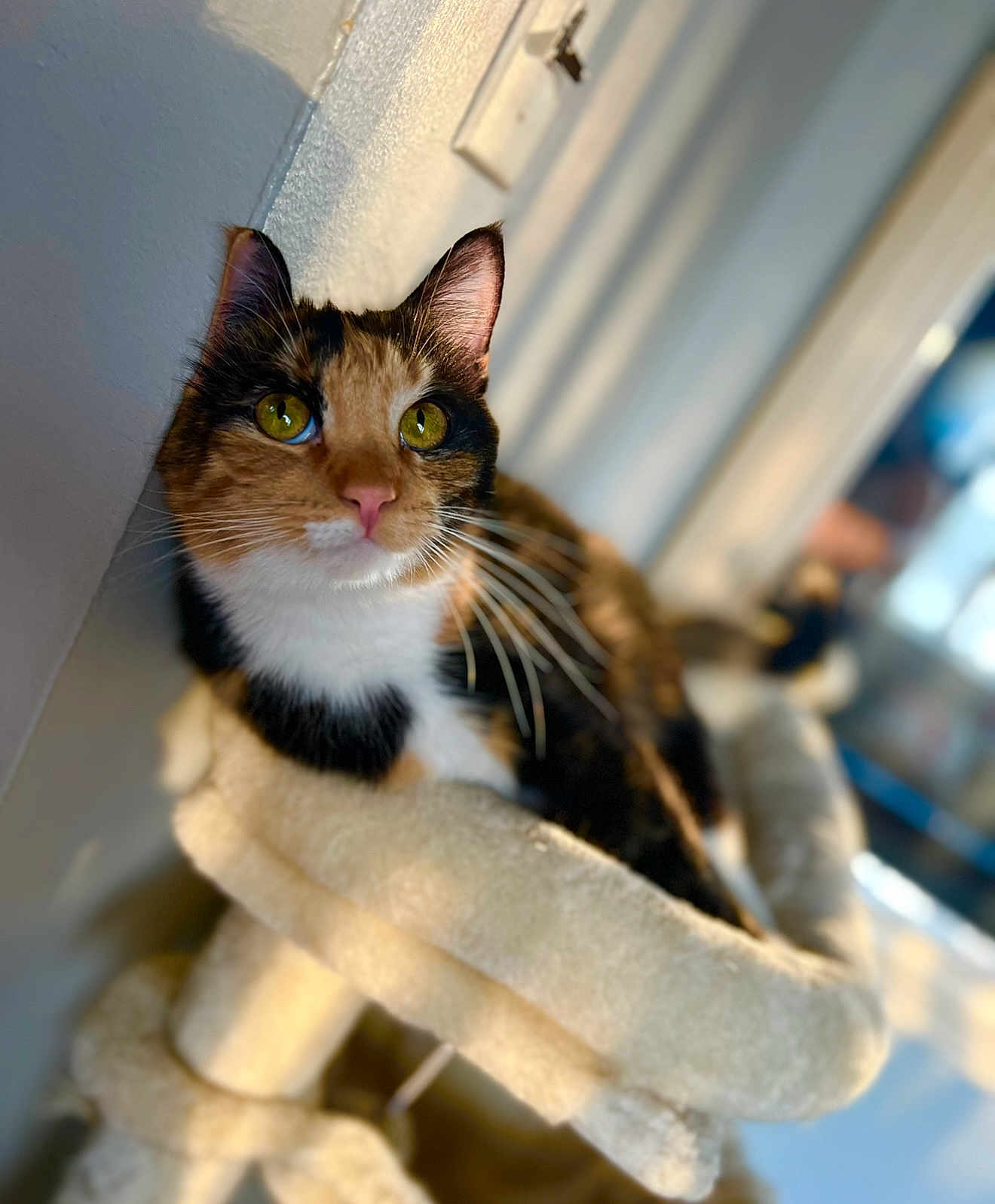 Cali is registered to the contest to win money with this photo: cat, calico_cat, pet, animal, indoor, cat_tree, feline, whiskers, ears, green_eyes, sunlight, shadow, soft_texture, cozy, relaxed, closeup, portrait, domestic_cat, fur, curious