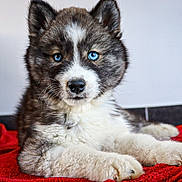 Freky a rejoint le concours — aidez-le/la à gagner de superbes lots ! animal, ball, blanket, canine, cat, collie, dog, eskimodog, football, husky, kitten, machine, pet, puppy, soccer, soccerball, spoke, sport, terrier, whitedog