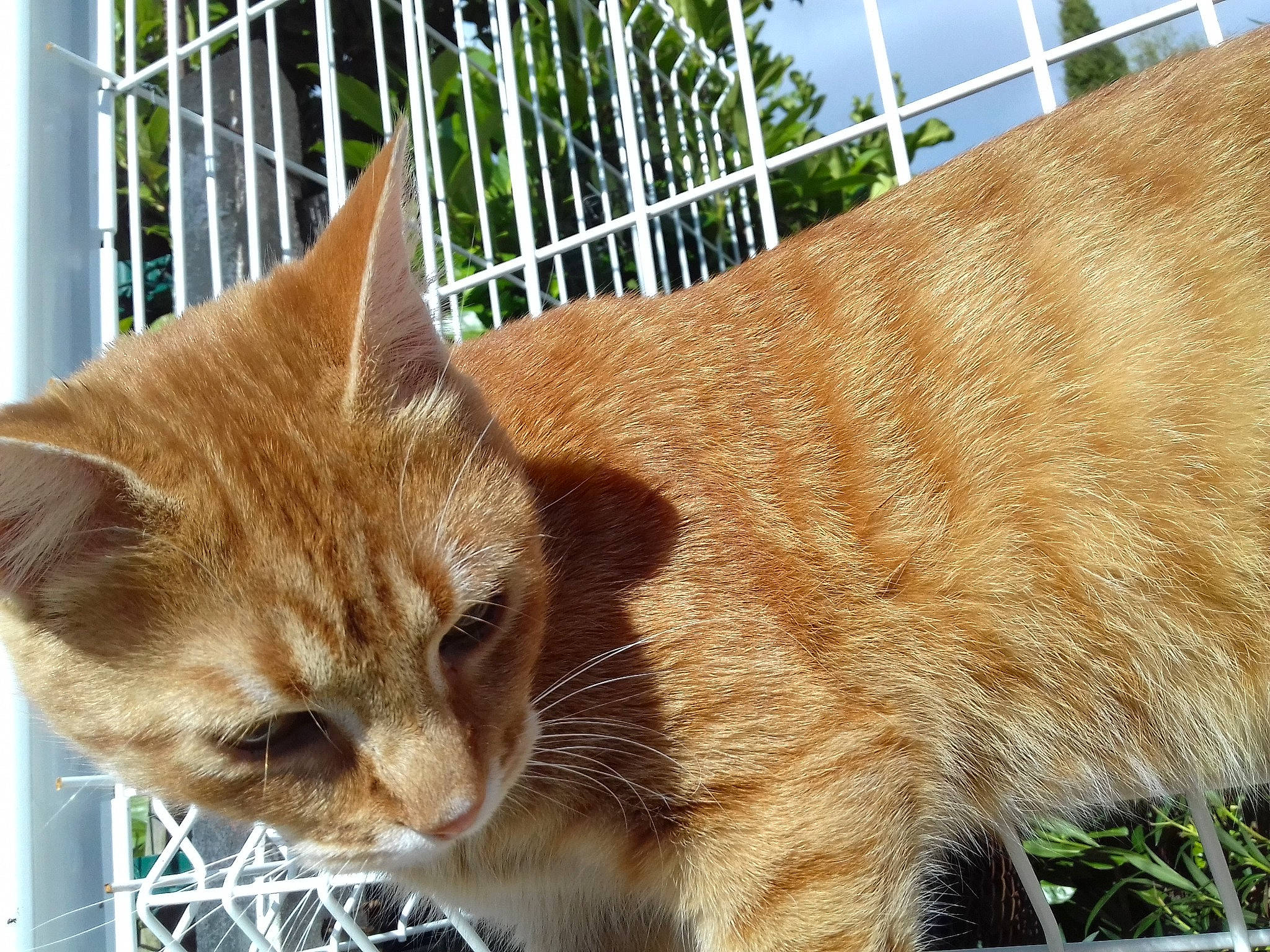 Joko a rejoint le concours — aidez-le/la à gagner de superbes lots ! animal_shelter, carnivore, cat, claw, domestic_short_haired_cat, fawn, felidae, fence, fur, grass, pet_supply, plant, small_to_medium_sized_cats, snout, tail, terrestrial_animal, whiskers, window, wood