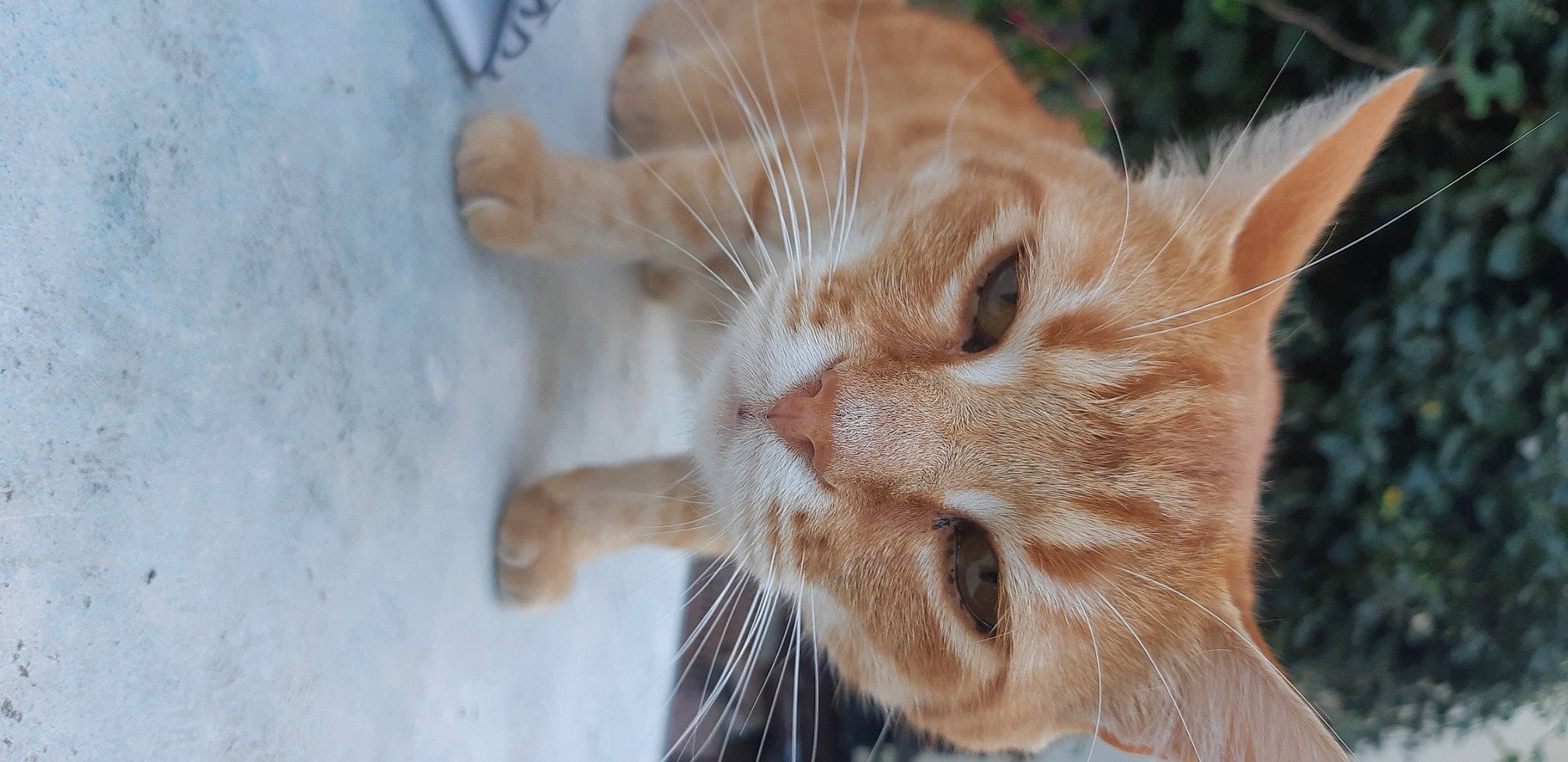 Joko a rejoint le concours — aidez-le/la à gagner de superbes lots ! carnivore, cat, claw, close_up, domestic_short_haired_cat, ear, fawn, felidae, fur, paw, plant, small_to_medium_sized_cats, snout, tail, tree, whiskers, wildlife, wood