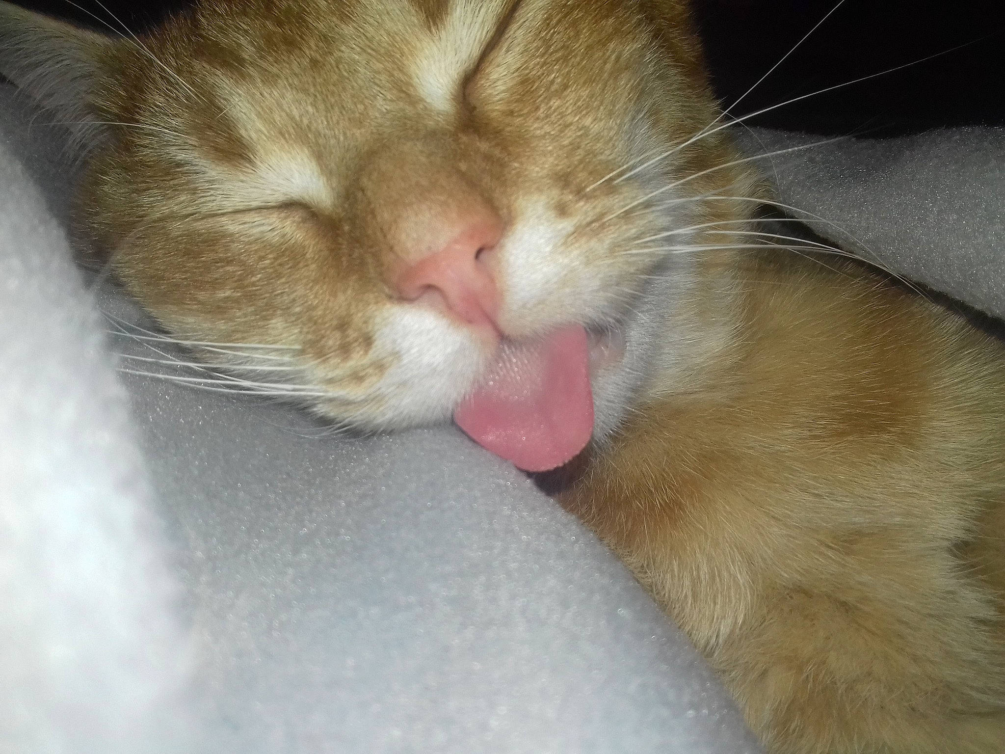 Joko a rejoint le concours — aidez-le/la à gagner de superbes lots ! carnivore, cat, cat_supply, claw, comfort, domestic_short_haired_cat, fawn, felidae, foot, fur, nap, paw, pet_supply, sleep, small_to_medium_sized_cats, snout, tail, whiskers