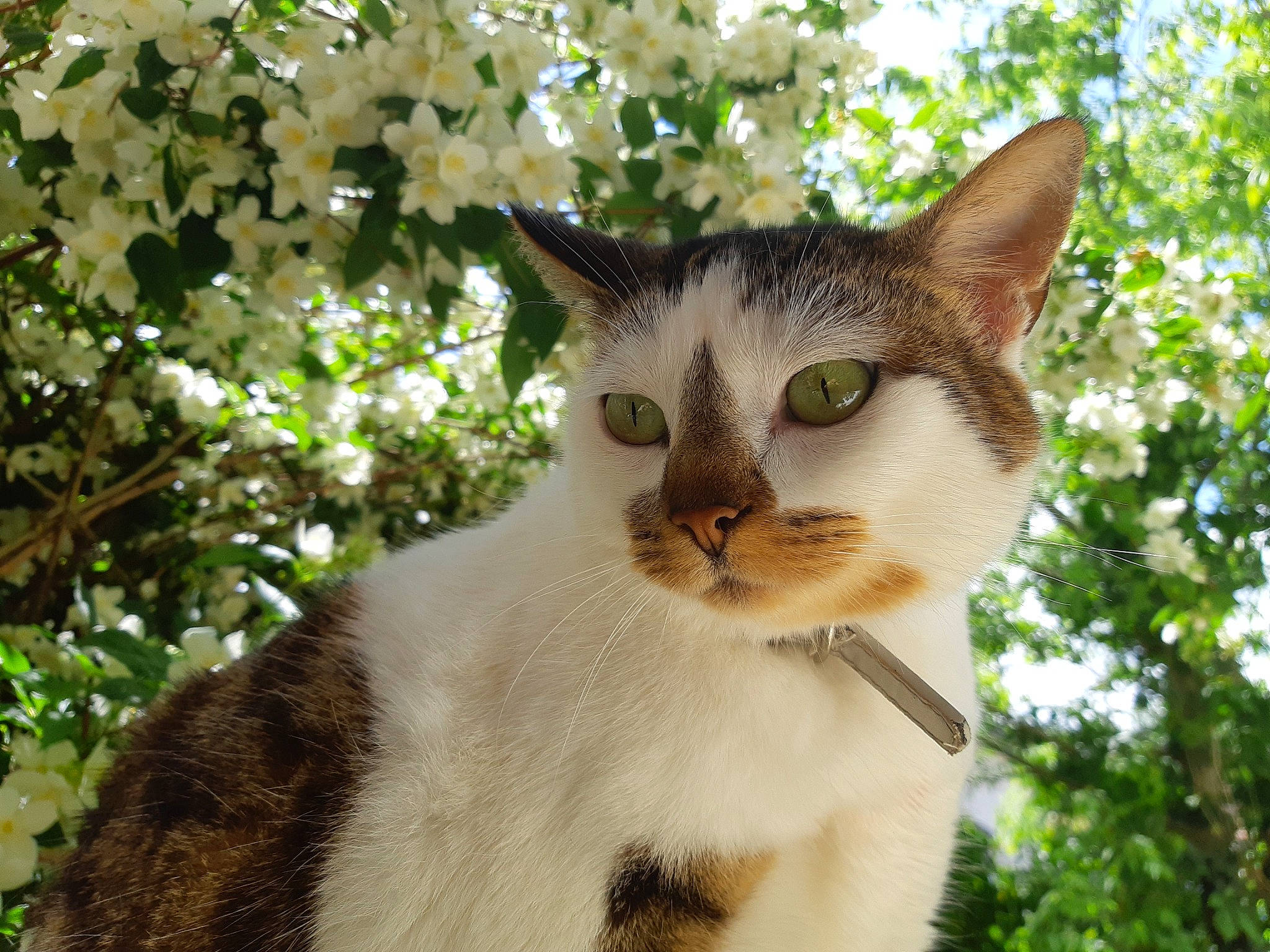 Aja participe au concours pour gagner de l'argent avec cette photo : branch, carnivore, cat, domestic_short_haired_cat, fawn, felidae, fur, grass, head, human_body, plant, small_to_medium_sized_cats, snout, tail, tree, trunk, vertebrate, whiskers, window, woody_plant