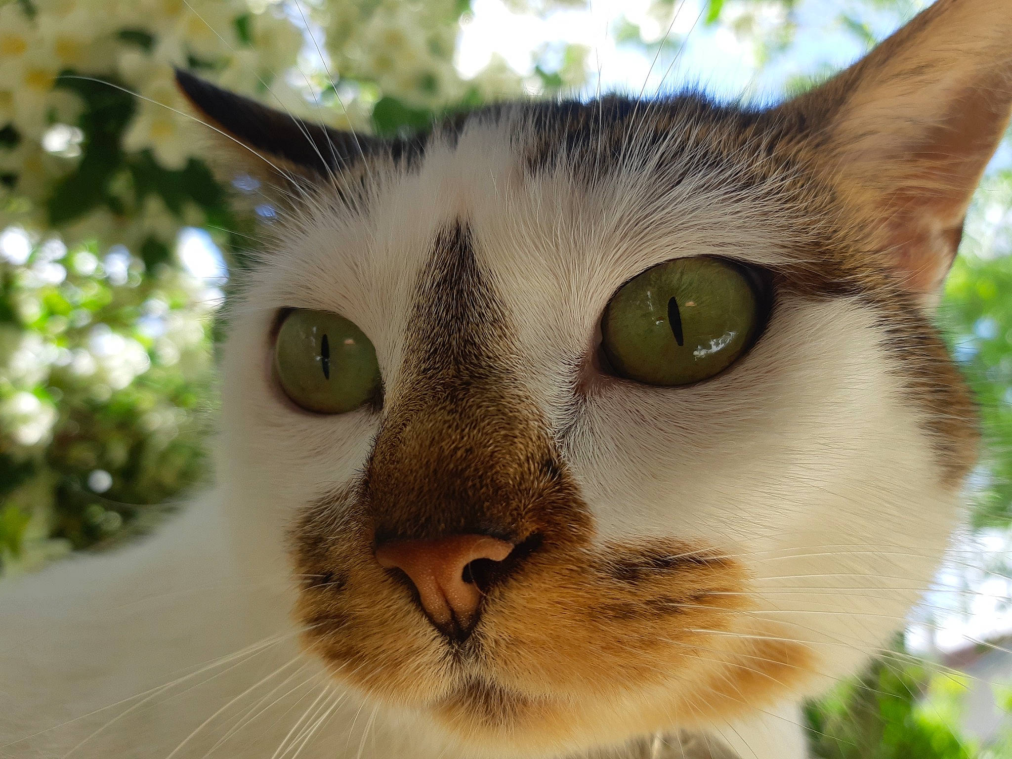 Aja participe au concours pour gagner de l'argent avec cette photo : carnivore, cat, close_up, collar, domestic_short_haired_cat, eye, fawn, felidae, fur, grass, plant, small_to_medium_sized_cats, snout, terrestrial_animal, tree, whiskers, wildlife