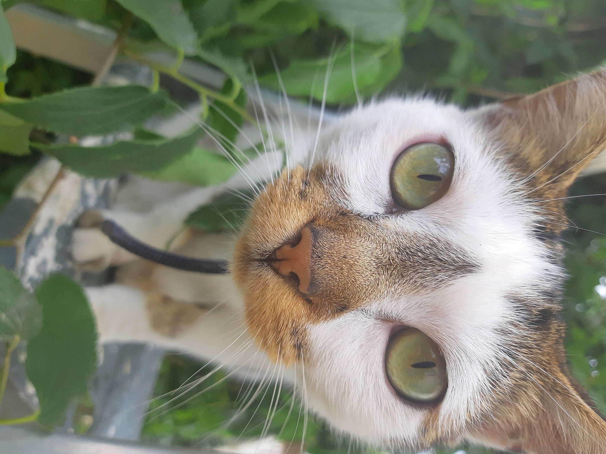 Aja participe au concours pour gagner de l'argent avec cette photo : carnivore, cat, domestic_short_haired_cat, fawn, felidae, fur, grass, plant, small_to_medium_sized_cats, snout, tail, terrestrial_animal, tree, twig, whiskers