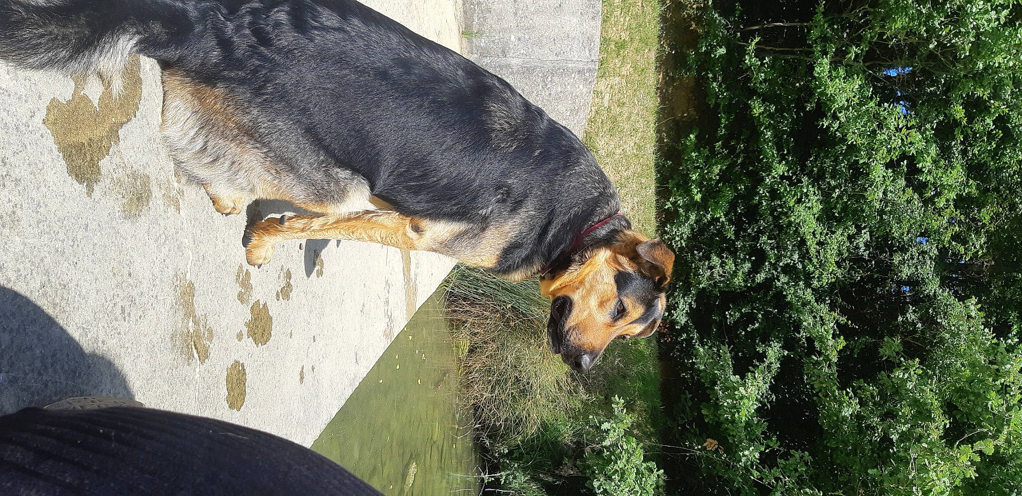 Loki a rejoint le concours — aidez-le/la à gagner de superbes lots ! canidae, carnivore, dog, dog_breed, fawn, grass, guard_dog, hunting_dog, plant, snout, sporting_group, tail, terrestrial_animal, tree, trunk, wildlife, working_animal, working_dog