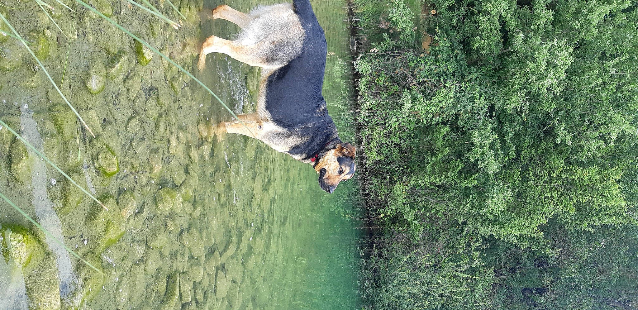 Loki participe au concours pour gagner de l'argent avec cette photo : _geese_and_swans, beak, canidae, carnivore, dog, dog_breed, ducks, fawn, grass, lake, landscape, leisure, plant, recreation, reflection, sporting_group, tree, trunk, water, watercourse