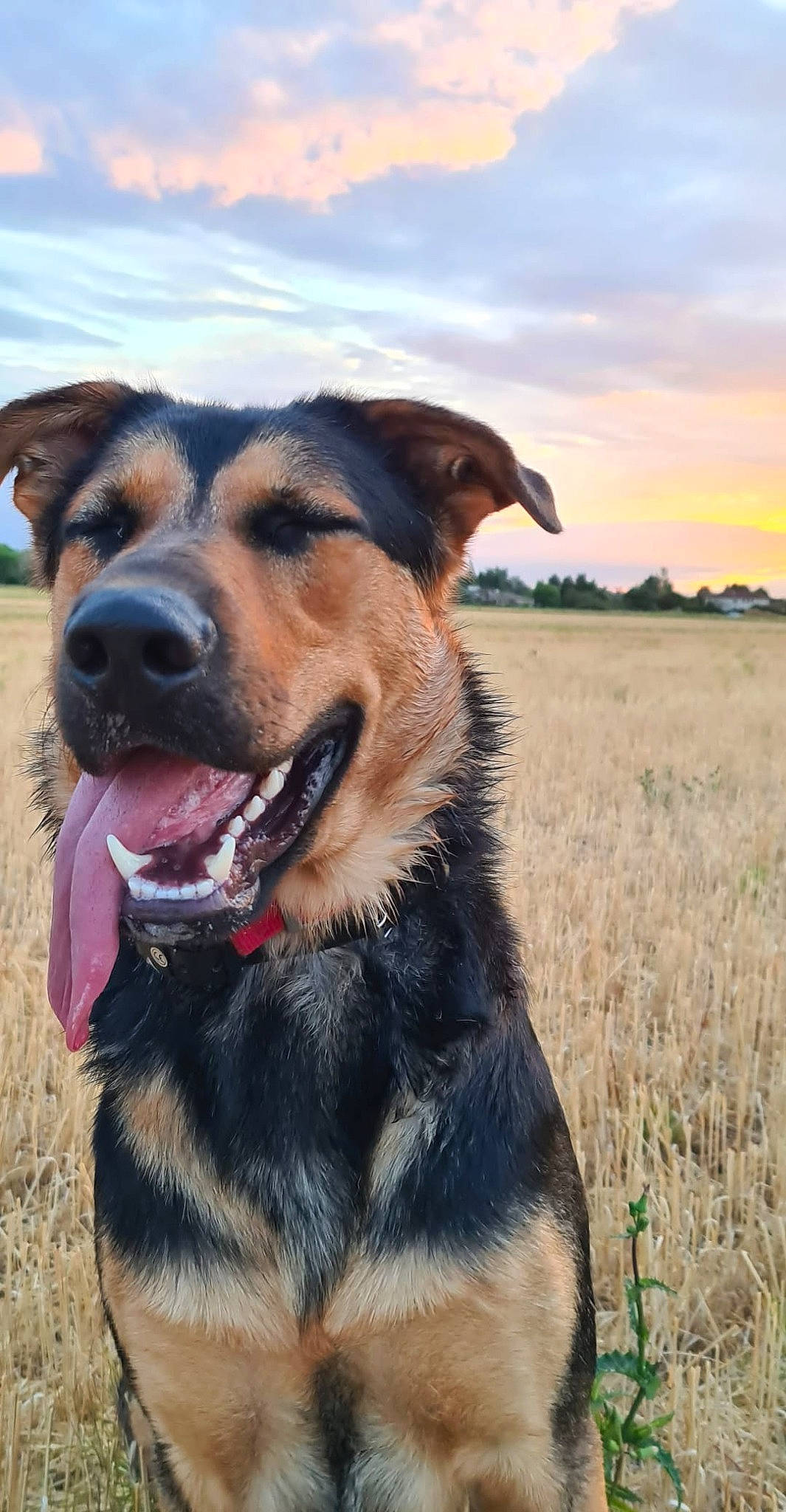 Loki participe au concours pour gagner de l'argent avec cette photo : canidae, carnivore, cloud, collar, companion_dog, dog, dog_breed, dog_collar, fawn, fur, grass, grassland, landscape, plant, prairie, sky, snout, sporting_group, whiskers, working_animal
