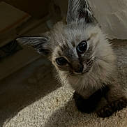 Almond is registered to the contest to win money with this photo: kitten, cat, pet, animal, young, fur, carpet, indoor, cute, curious, small, whiskers, ears, eyes, shadow, feline, portrait, domestic, mammal, playful