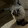 kitten, cat, pet, animal, young, fur, carpet, indoor, cute, curious, small, whiskers, ears, eyes, shadow, feline, portrait, domestic, mammal, playful
