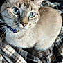 Almond is registered to the contest to win money with this photo: cat, blue_eyes, collar, feline, pet, close_up, whiskers, fur, indoor, blanket, plaid, cozy, cute, animal, domestic_cat, portrait, looking_up, soft_light, mammal, tabby