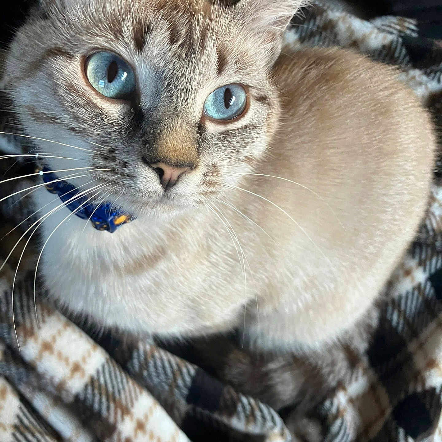 Almond is registered to the contest to win money with this photo: animal, blanket, blue_eyes, cat, close_up, collar, cozy, cute, domestic_cat, feline, fur, indoor, looking_up, mammal, pet, plaid, portrait, soft_light, tabby, whiskers